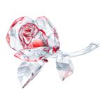 Rosa-floreciendo-roja