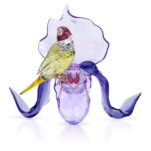 Idyllia Pinzón de Gould y Orquídea