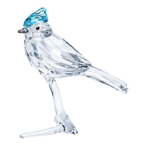 Feathered Beauties Arrendajo Azul